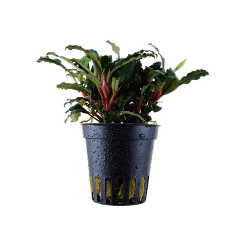 Planta acvariu Bucephalandra sp Red Tropica - imagine 4